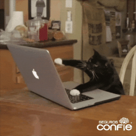 Cat Work GIF by Seguros Confie