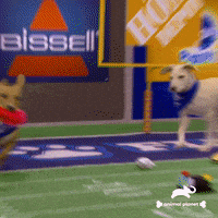 Dogs Love GIF by Puppy Bowl