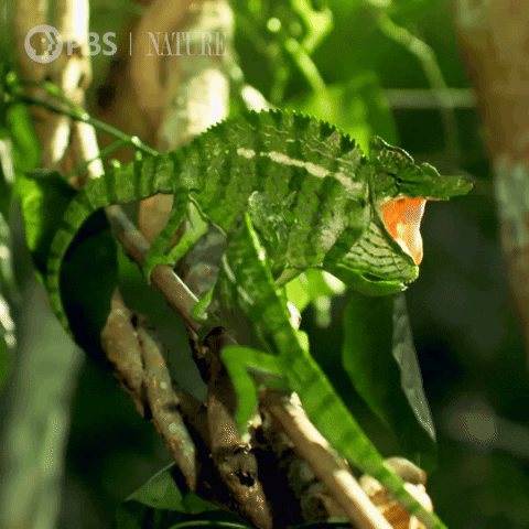 Face Off Fight GIF by Nature on PBS
