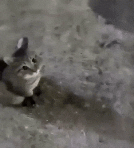 Handsome Cat GIF