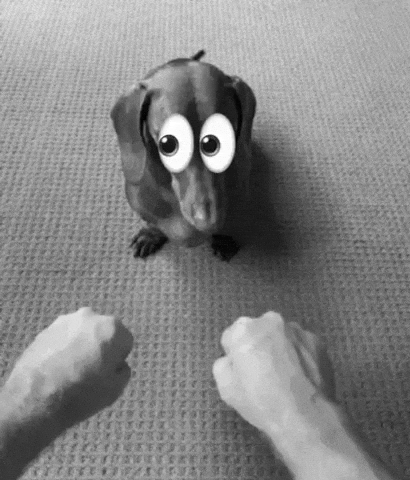Dog Eyes GIF