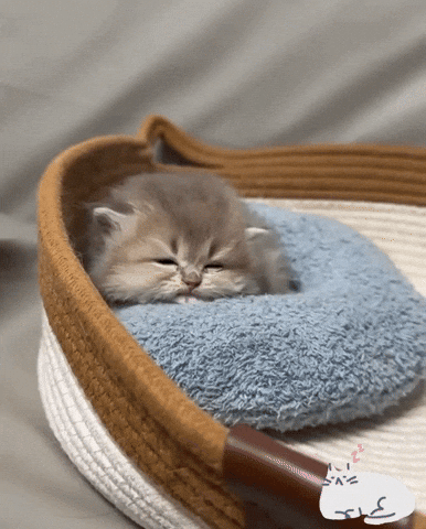 Tired Cat GIF