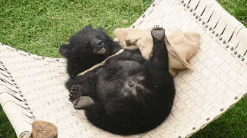 Tired Black Bear GIF by Animals Asia