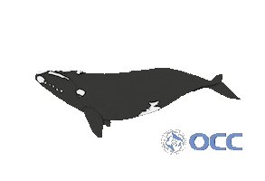 Oceanosanos Sticker
