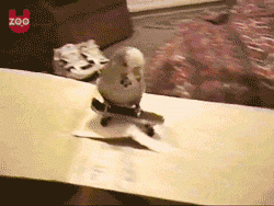report playing GIF