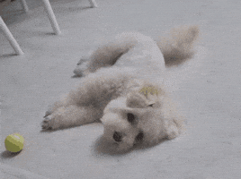 Dog See GIF