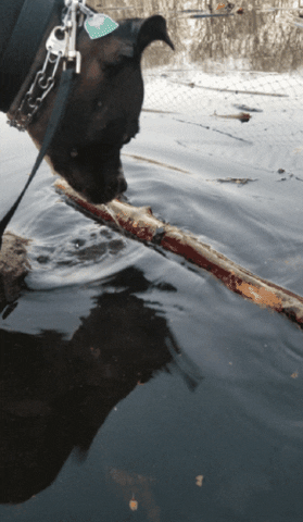 Kimksellsbk dog fishing lake stick GIF