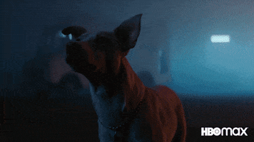 Good Boy Dog GIF by HBO Max