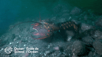 Ocean Scool - École de l'Océan GIF
