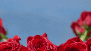 Red Rose Flowers GIF by truTV’s Hack My Life