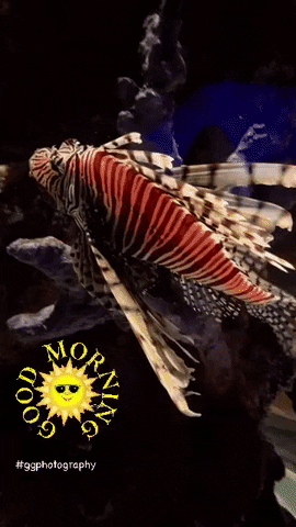 Ggphotography GIF