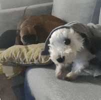 Dog Surprise GIF by Simplicity.gr