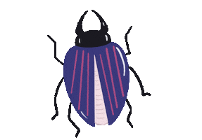 Insect Beetle Sticker