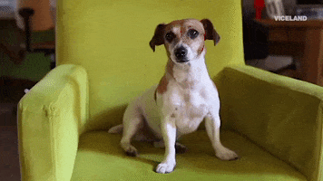confused dog GIF by MOST EXPENSIVEST