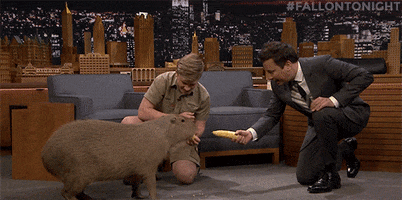 jimmy fallon capybara GIF by The Tonight Show Starring Jimmy Fallon