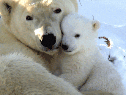 Image result for maya polar bear gif