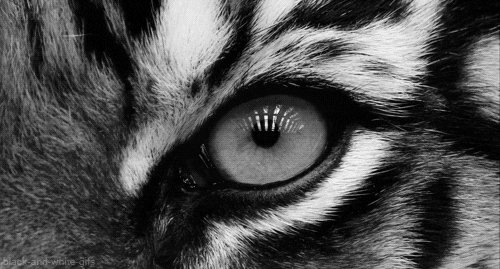 black and white eye GIF