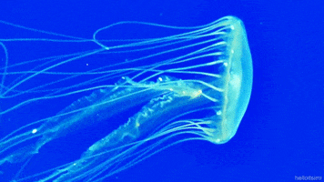 Jelly Fish Swimming GIF
