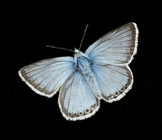Butterfly Conservation GIF