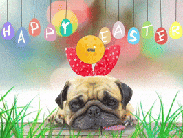 Dog Puppy GIF by Air Bender Pro