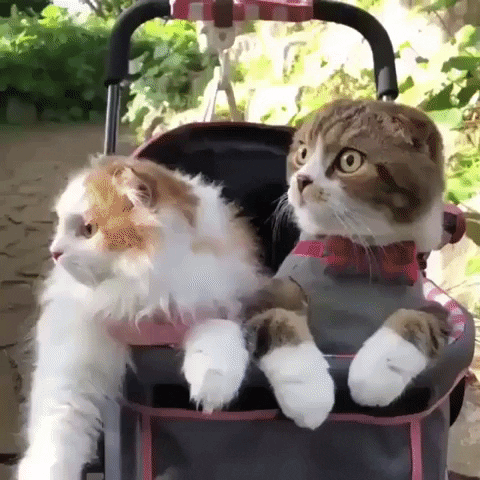 Cats Ducking GIF by MOODMAN - Find & Share on GIPHY