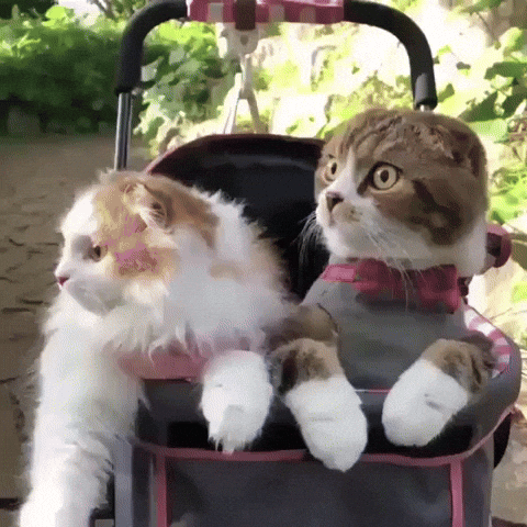 Video gif. Two cats sit in a stroller and duck their heads in unison to hide from something, revealing a third orange cat curled up in the same stroller at the back.