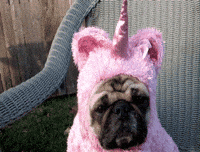 Pink Fluffy Unicorn GIFs