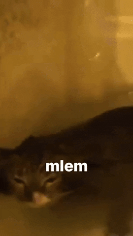 Cat GIF
