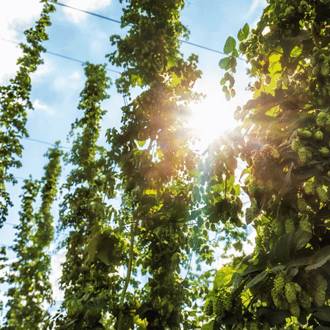 söder #bier #bayern #berge #hopfen #malz #csu #brauerei #weiÃÂbier #genuss GIF by CSU