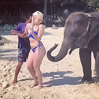 elephant GIF