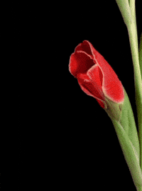 Beautiful Flowers Gifs Get The Best Gif On Giphy