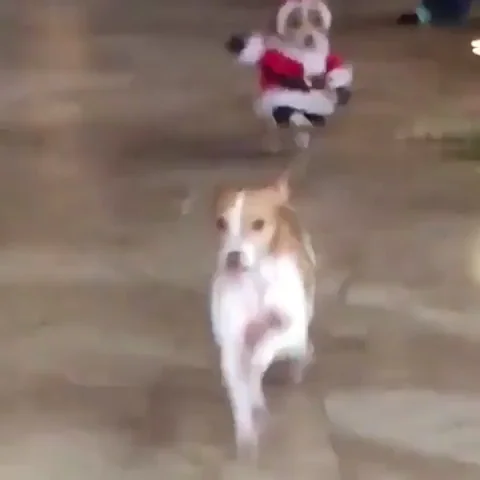 santa dog mood GIF