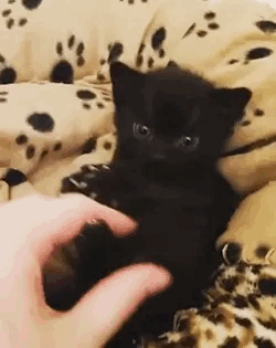 Black Panther Cat GIF - Find & Share on GIPHY