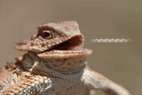 200w.gif