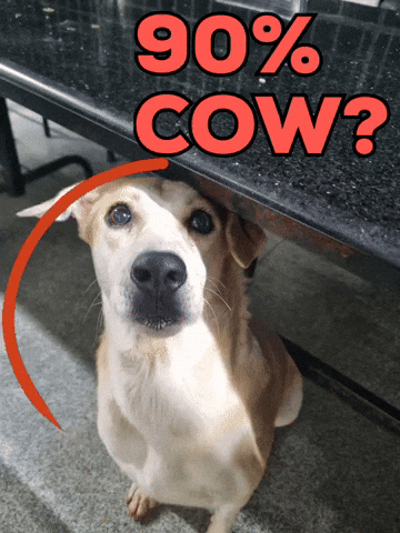 Duggu GIF