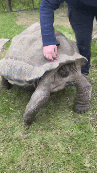 Tortoise Enjoys a 'Good Shell Scratch' at Nashville Zoo