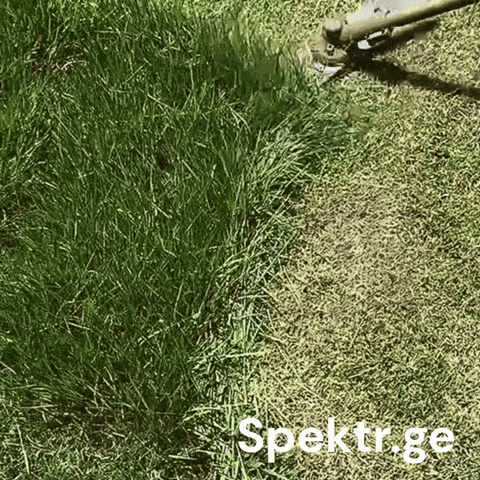 Garden Grass GIF by Spektr