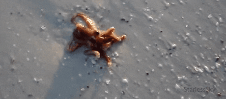 baby octopus