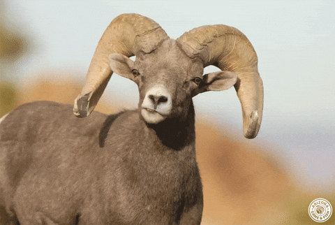 bighorn sheep GIF by AZGFD