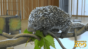 Baby Eating GIF by Brookfield Zoo