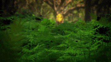 Forest GIF by Organic Festival
