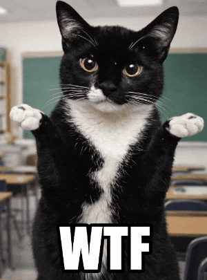 Cat Wtf GIF