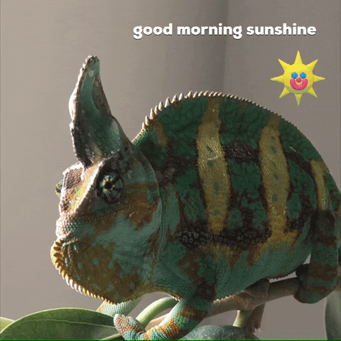 good morning sunshine GIF by Zack Kantor