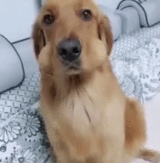 Video gif. Golden Retriever dog looks at us with two puffy lips, almost like it's been stung by a bee. Slowly, it is revealed that the dog has two eggs stuffed in its mouth, and they fall out one at a time. The dog looks up with almost apologetic eyes.