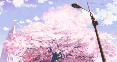 Anime scenery, cherry blossom and gif gif anime #1467488 on animesher.com