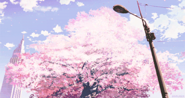 Cherry Blossom GIFs - Find & Share on GIPHY