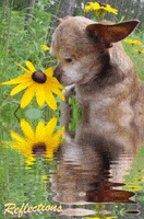 Reflect Little Dog GIF by Harley's Dream