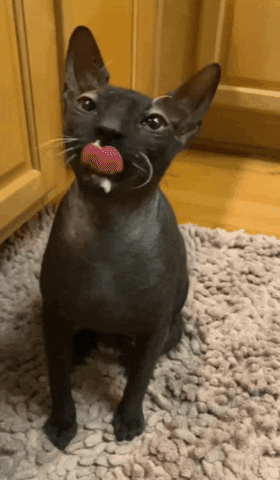 Licking Black Cat GIF