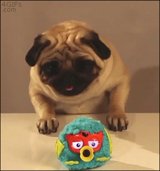 Pug Toy GIF