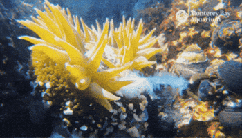 Get Over Here Food Fight GIF by Monterey Bay Aquarium